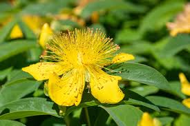 Attēlu rezultāti vaicājumam “Hypericum perforatum flower”