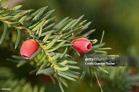 Attēlu rezultāti vaicājumam “Taxus baccata fruit”