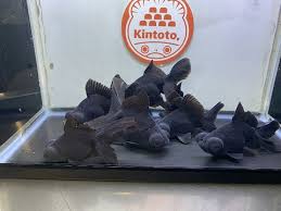 Image result for 出目金