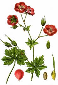 Attēlu rezultāti vaicājumam “Geranium palustre fruit”