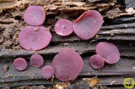 Attēlu rezultāti vaicājumam “Ascocoryne cylichnium”