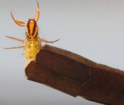 Attēlu rezultāti vaicājumam “Phryganeidae”