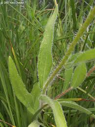 Attēlu rezultāti vaicājumam “Rudbeckia hirta var. hirta leaf”
