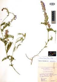 Attēlu rezultāti vaicājumam “Vicia tenuifolia”