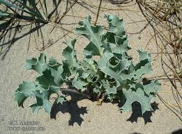 Attēlu rezultāti vaicājumam “Eryngium maritimum leaf”