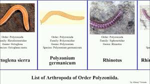 Attēlu rezultāti vaicājumam “Polyzonium germanicum”