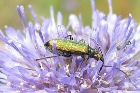 Attēlu rezultāti vaicājumam “Chrysanthia viridissima”
