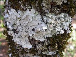 Attēlu rezultāti vaicājumam “Parmelina tiliacea”