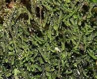 Attēlu rezultāti vaicājumam “Cephalozia bicuspidata”