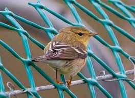 Image result for Dendroica striata