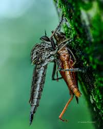 Attēlu rezultāti vaicājumam “Asilidae”