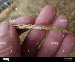 Attēlu rezultāti vaicājumam “Elymus caninus”