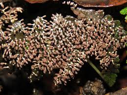 Attēlu rezultāti vaicājumam “Diachea leucopodia”