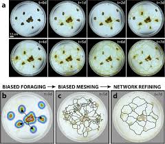 Attēlu rezultāti vaicājumam “Physarum contextum young”