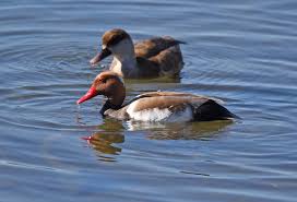 Image result for Netta rufina