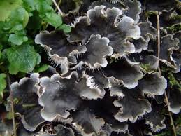 Attēlu rezultāti vaicājumam “Peltigera”