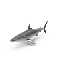 Image result for Isurus oxyrinchus