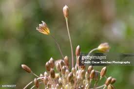 Attēlu rezultāti vaicājumam “Allium oleraceum bud”