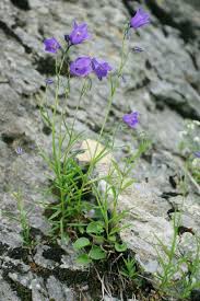 Attēlu rezultāti vaicājumam “Campanula rotundifolia”
