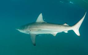 Image result for Carcharhinus limbatus
