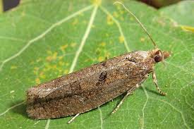 Attēlu rezultāti vaicājumam “Epinotia sordidana”