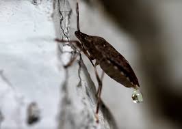 Attēlu rezultāti vaicājumam “Pentatomidae”