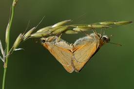 Attēlu rezultāti vaicājumam “Thymelicus sylvestris underside”