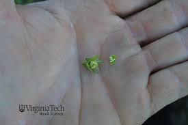 Attēlu rezultāti vaicājumam “Viola arvensis bud”