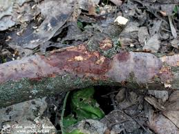 Attēlu rezultāti vaicājumam “Vuilleminia comedens”