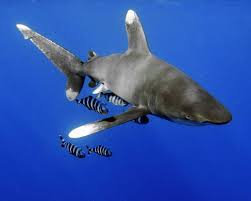 Image result for Carcharhinus longimanus