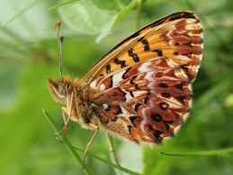 Attēlu rezultāti vaicājumam “Boloria titania”