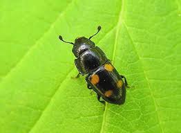 Attēlu rezultāti vaicājumam “Glischrochilus hortensis”