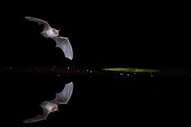 Attēlu rezultāti vaicājumam “Myotis dasycneme”