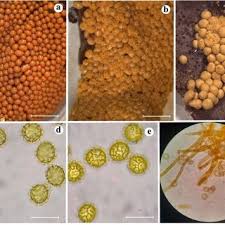 Attēlu rezultāti vaicājumam “Arcyria affinis young”