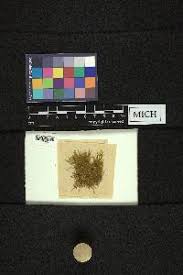 Attēlu rezultāti vaicājumam “Campylium chrysophyllum”