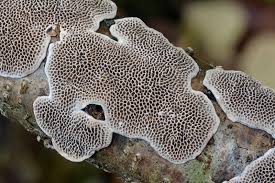 Attēlu rezultāti vaicājumam “Datronia mollis”