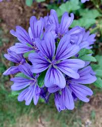 Image result for Malva sylvestris