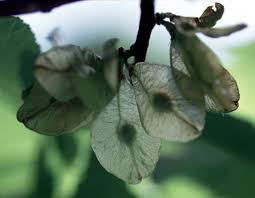 Attēlu rezultāti vaicājumam “Ulmus glabra fruit”