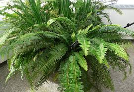 Image result for НЕФРОЛЕПИС (Nephrolepis