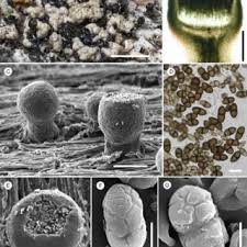 Attēlu rezultāti vaicājumam “Calicium adspersum”