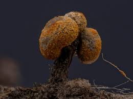 Attēlu rezultāti vaicājumam “Physarum rubiginosum”