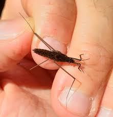 Attēlu rezultāti vaicājumam “Gerridae”