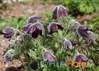 Attēlu rezultāti vaicājumam “Pulsatilla pratensis flower”