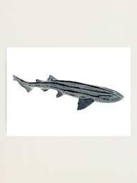 Image result for Poroderma africanum