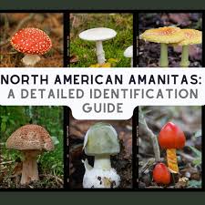 Attēlu rezultāti vaicājumam “Amanita”