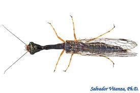 Attēlu rezultāti vaicājumam “Raphidioptera”