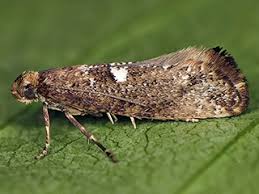 Attēlu rezultāti vaicājumam “Acrolepiopsis assectella”