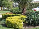 How to Grow Gold Mound Duranta Plants eHow
