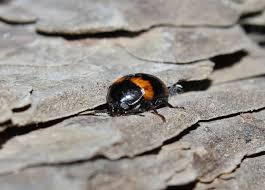 Attēlu rezultāti vaicājumam “Diaperis boleti”