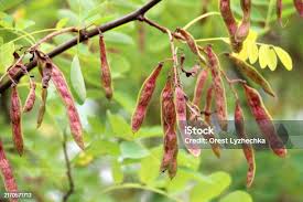 Attēlu rezultāti vaicājumam “Robinia pseudoacacia fruit”
